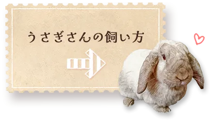 うさぎさんの飼い方