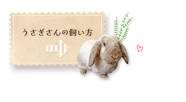 うさぎさんの飼い方